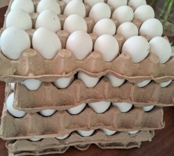 Nature Good White Eggs (30 pieces)