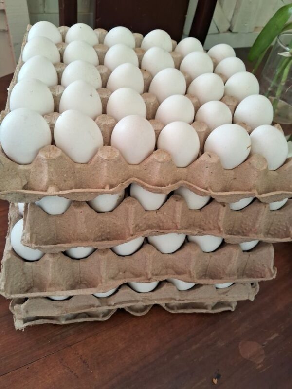 The Natural Fresh White Eggs - 10 pieces