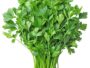 Coriander Bunch (Dhaniya Patta)